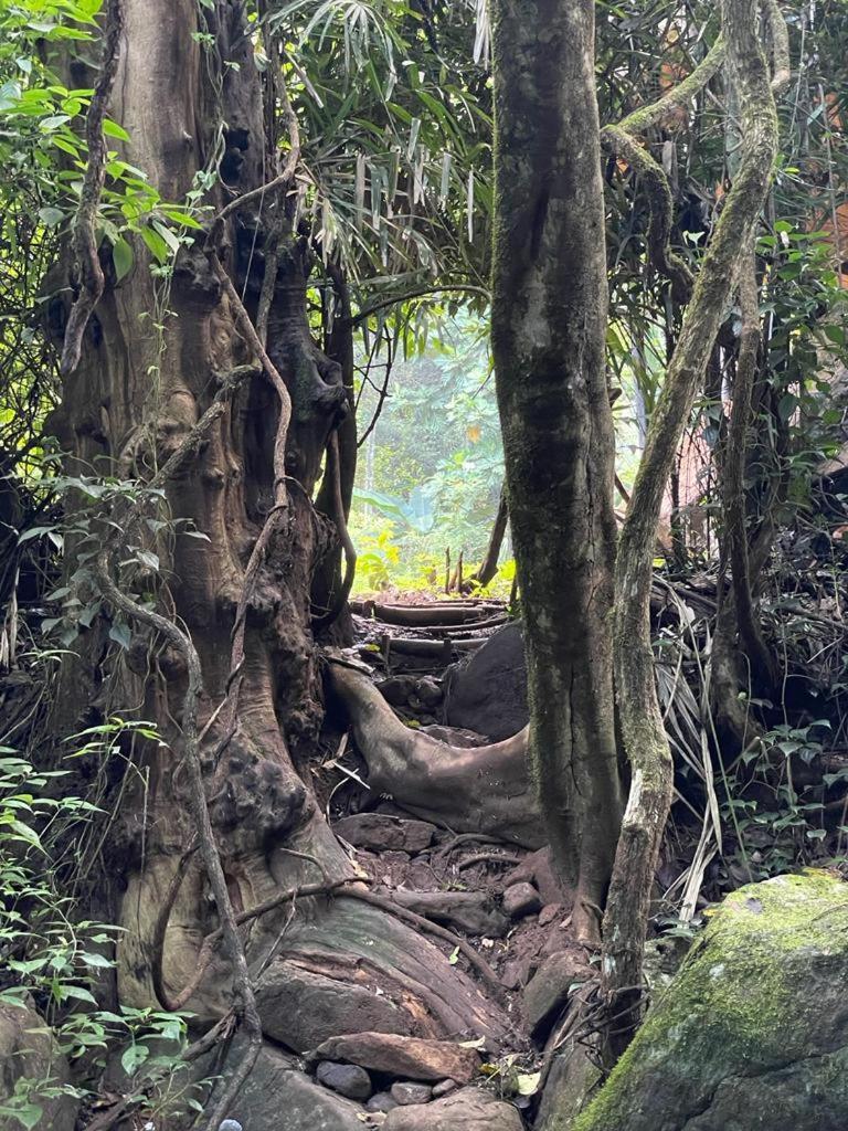 Chalet In The Jungle Pallegama Oda fotoğraf